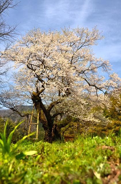 Omaki Cherry Blossom