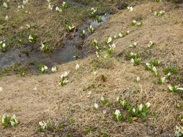 Mizubasho in Tamahara Marshland