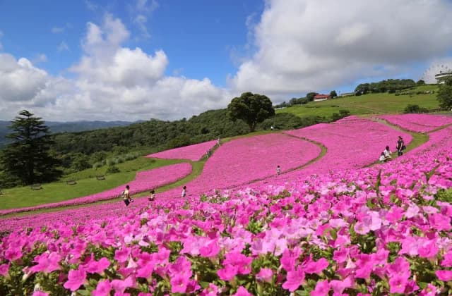Mother Farm's petunia (pink-colored breath)