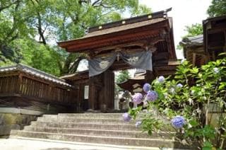 Yoshika Park Hydrangea