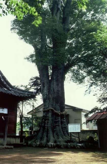 A large zelkova of Mizoroki