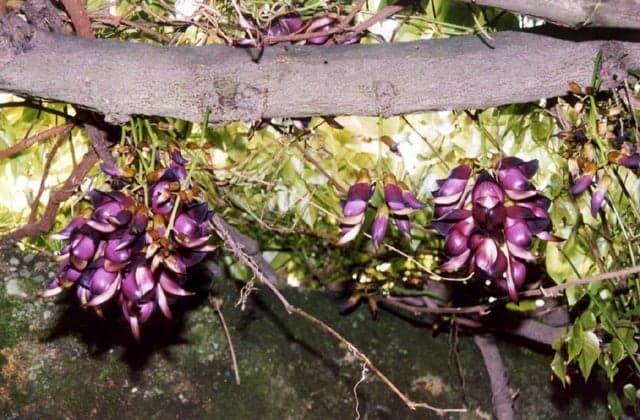 Ira Tobikazura in Sagara