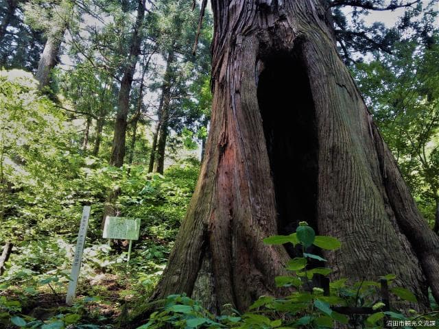 Horse kakure cedar 1