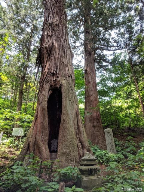 Horse kakure cedar 2