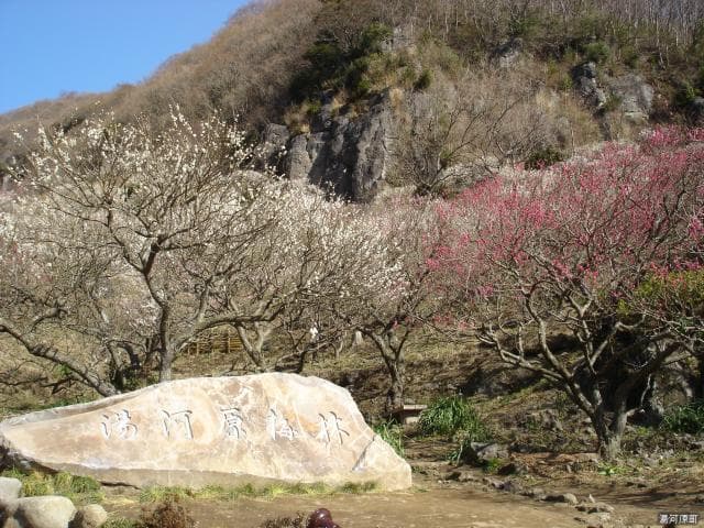 幕山公園内梅林