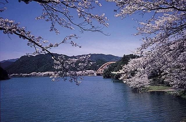 Cherry blossoms at Nanakawa Dam