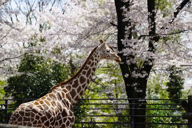 Hinotonton zoo