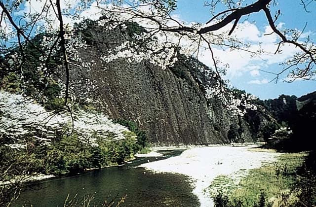 A single rock cherry tree