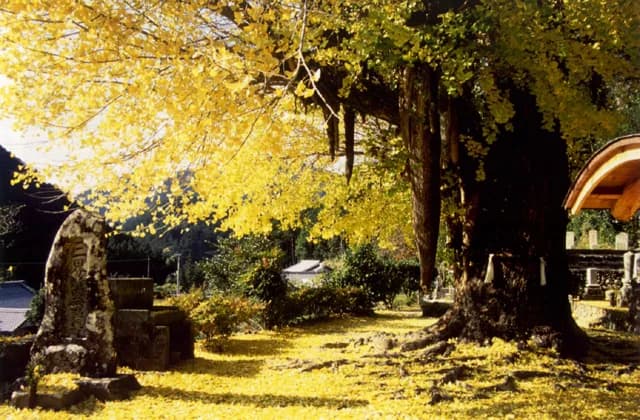 Ginkgo given to a child at Kosenji Temple