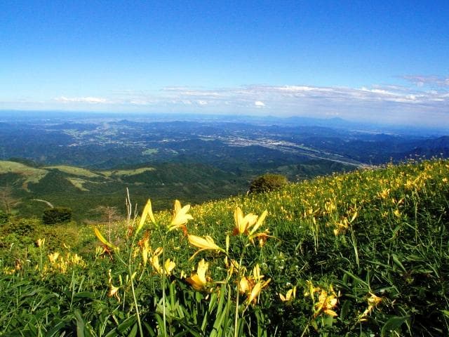 Kirifuri-kogen's Nikko sedge
