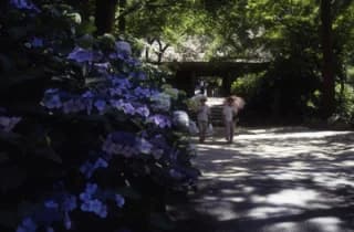 Hydrangea at Amitabha Temple 1