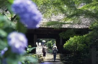 Hydrangea at Amitabha Temple 3