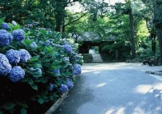 Hydrangea at Amitabha-ji Temple Besin of Todai-ji Temple