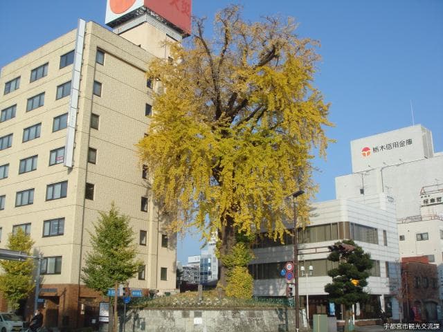 Large ginkgo