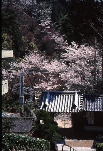 The cherry blossoms of Senkoji Temple
