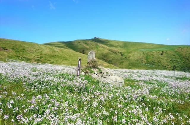 赤ハゲ山、後醍醐天皇行在所跡の群生地