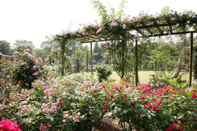 草ぶえの丘バラ園