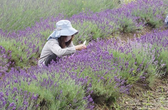 Photos during the Okitama Park Herb Garden Fair