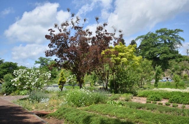 Photos during the Okitama Park Herb Garden Fair