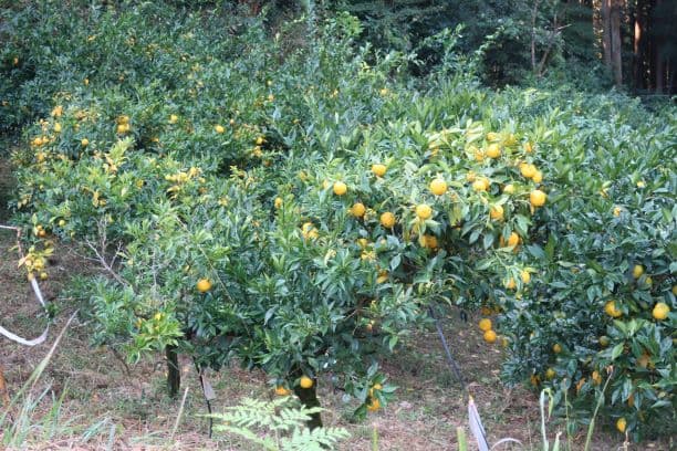 Yuzu orchard in Oshikata Orchard