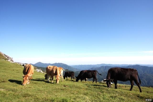 Shikoku Karst Mezurudaira