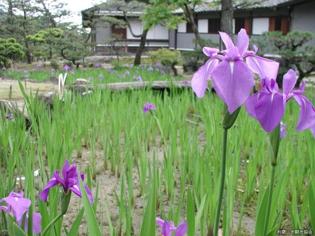 養翠園のカキツバタ
