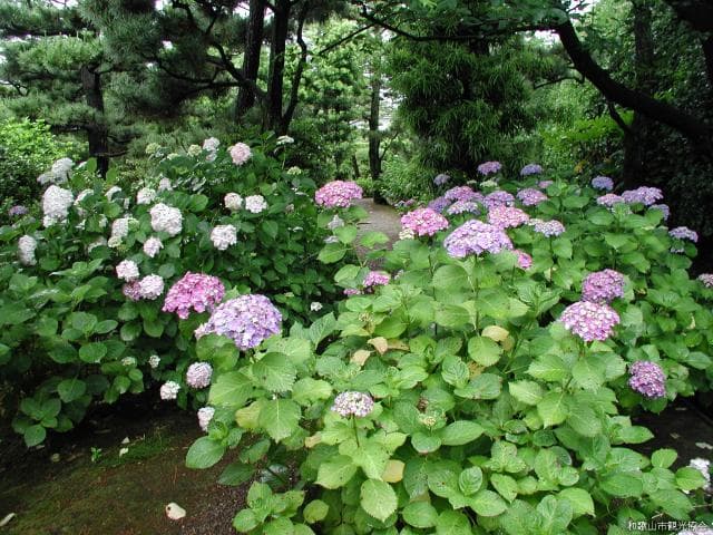 養翠園のアジサイ