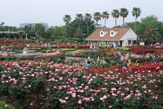 Yatsu Rose Garden
