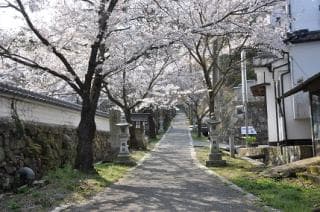 Mt. Takano Sakura