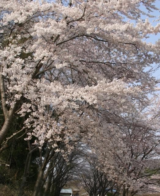 Cherry Blossom Tunnel