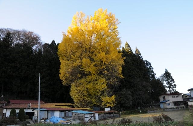 Large ginkgo