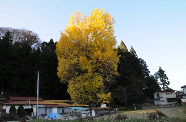 大銀杏