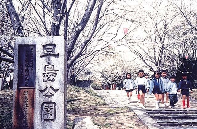 Hayashima Park, where cherry blossoms are in full bloom