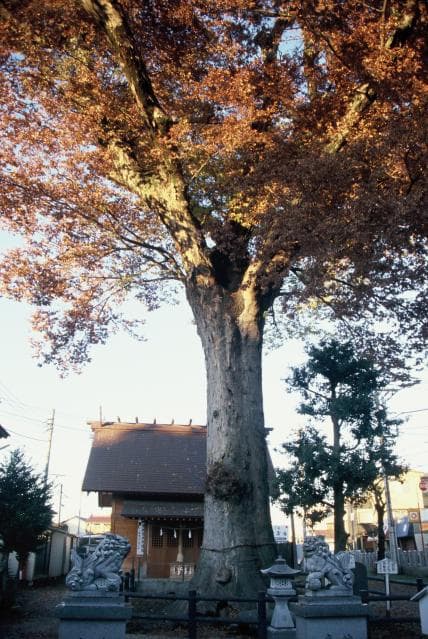 Hanno's large zelkova