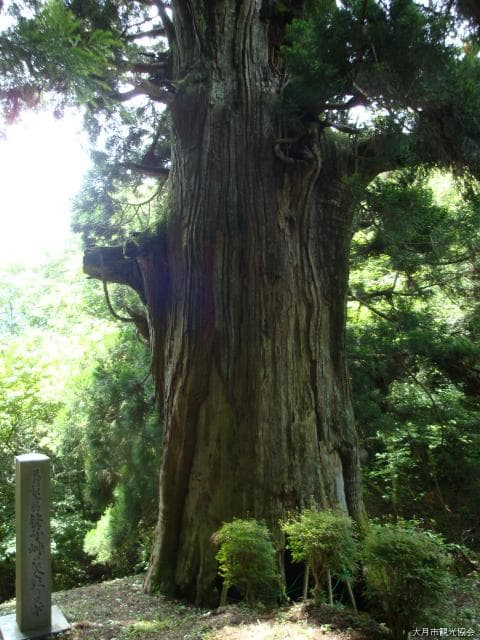 Cedar