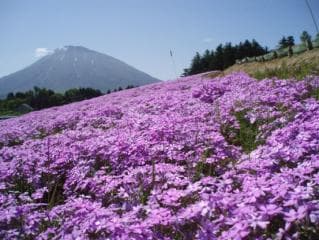 Shiba Zakura in Asahigaoka