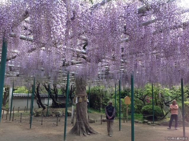 Fuji of Sumiyoshi-jinja Shrine