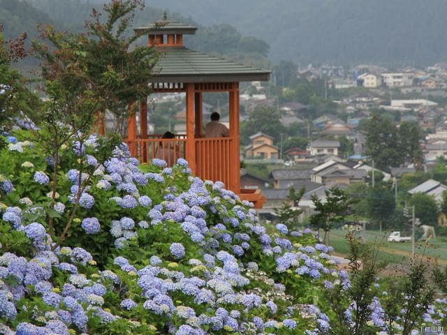 Shimonita Hydrangea Garden