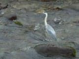A heron in Sawadome Island