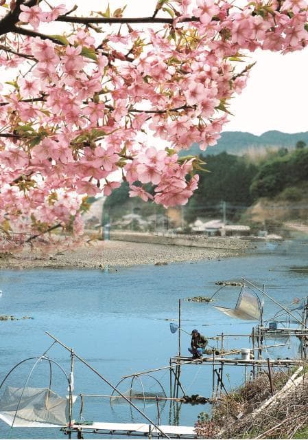 Kawazu Sakura and Shirouo fishing in March