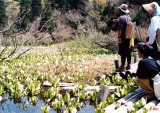 横谷ミズバショウ群生地