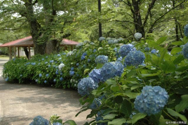 Hydrangea 1