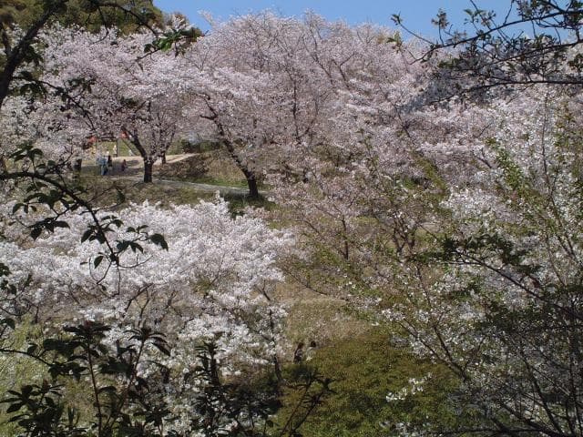 Cherry blossoms at Jagatani Park