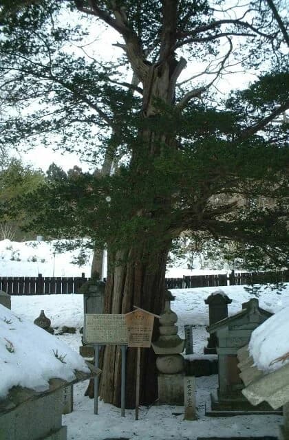 Yew of the clan's grave