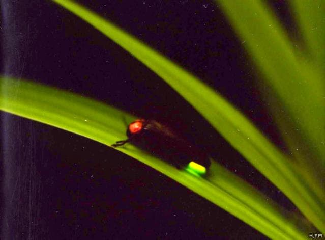 Genji firefly in Nagaoka