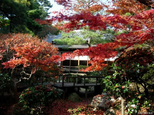 Shokoso