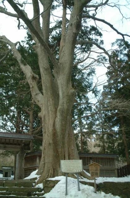 Large zelkova at the clan's grave