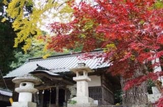 Autumn Leaves Tsubaki Hachimangu Shrine