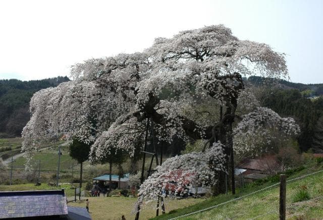 Weeping cherry blossoms in Sotoono