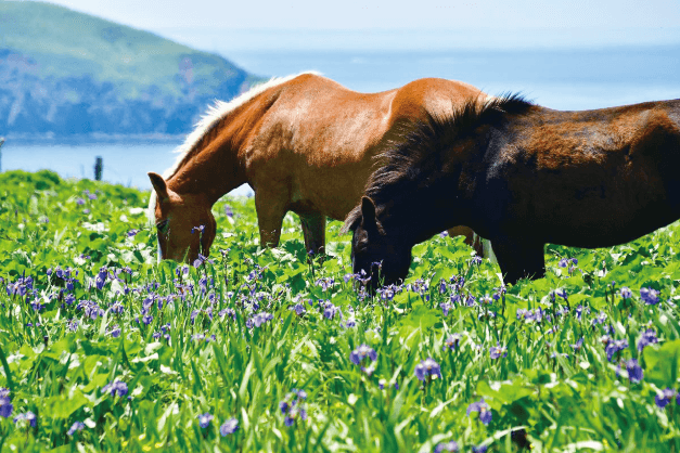Collaboration between Hiogi Ayame, pasture horses and coastlines